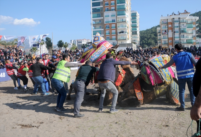 Deve Güreşleri