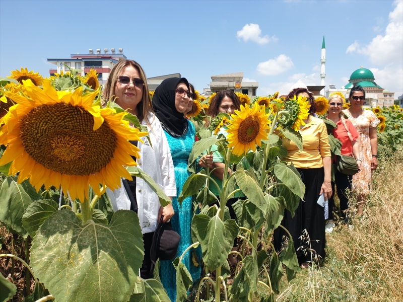 Kadirli Kadınlar Meclisi üyesi kadınlar, meclis üyesi Fatma Gürlek'in doğum günü için ilçe merkezindeki ayçiçeği tarlasında sürpriz doğum günü kutlaması düzenledi.