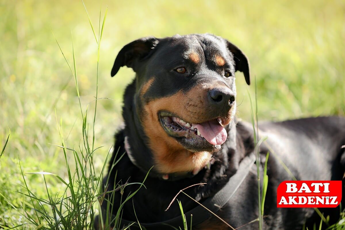 Rottweilerr