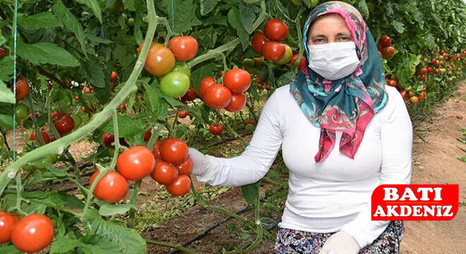 Kumluca Domatesi Kumluca Haber