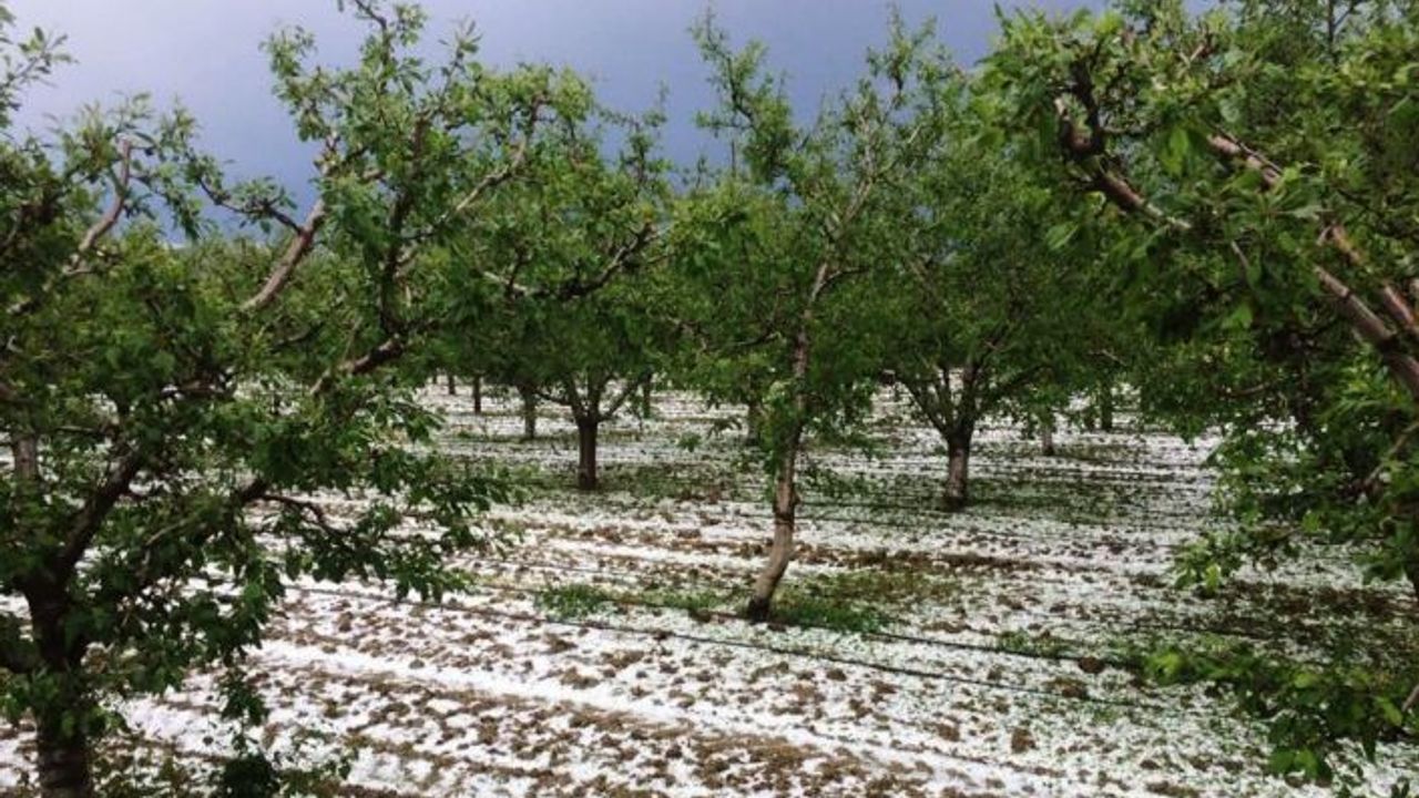 Antalya’da meyve üreticisini dolu ikinci kez vurdu