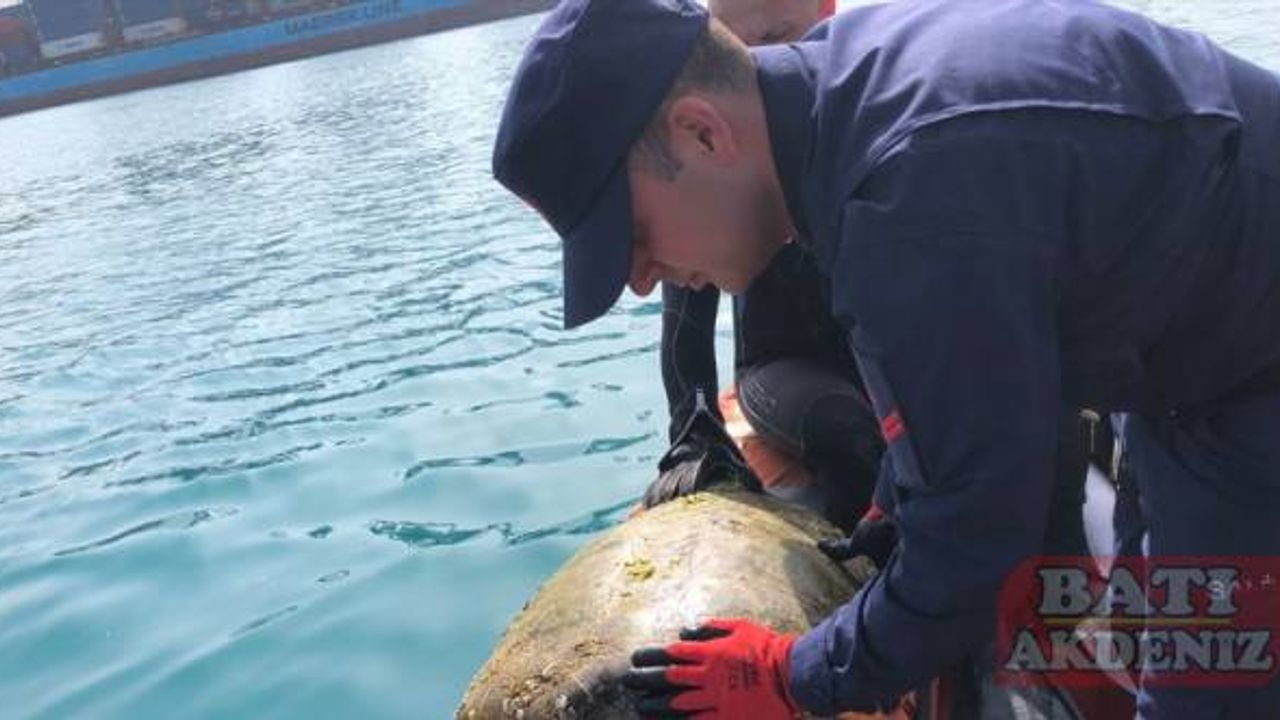 Hatay'da bitkin bulunan caretta caretta tedaviye alındı