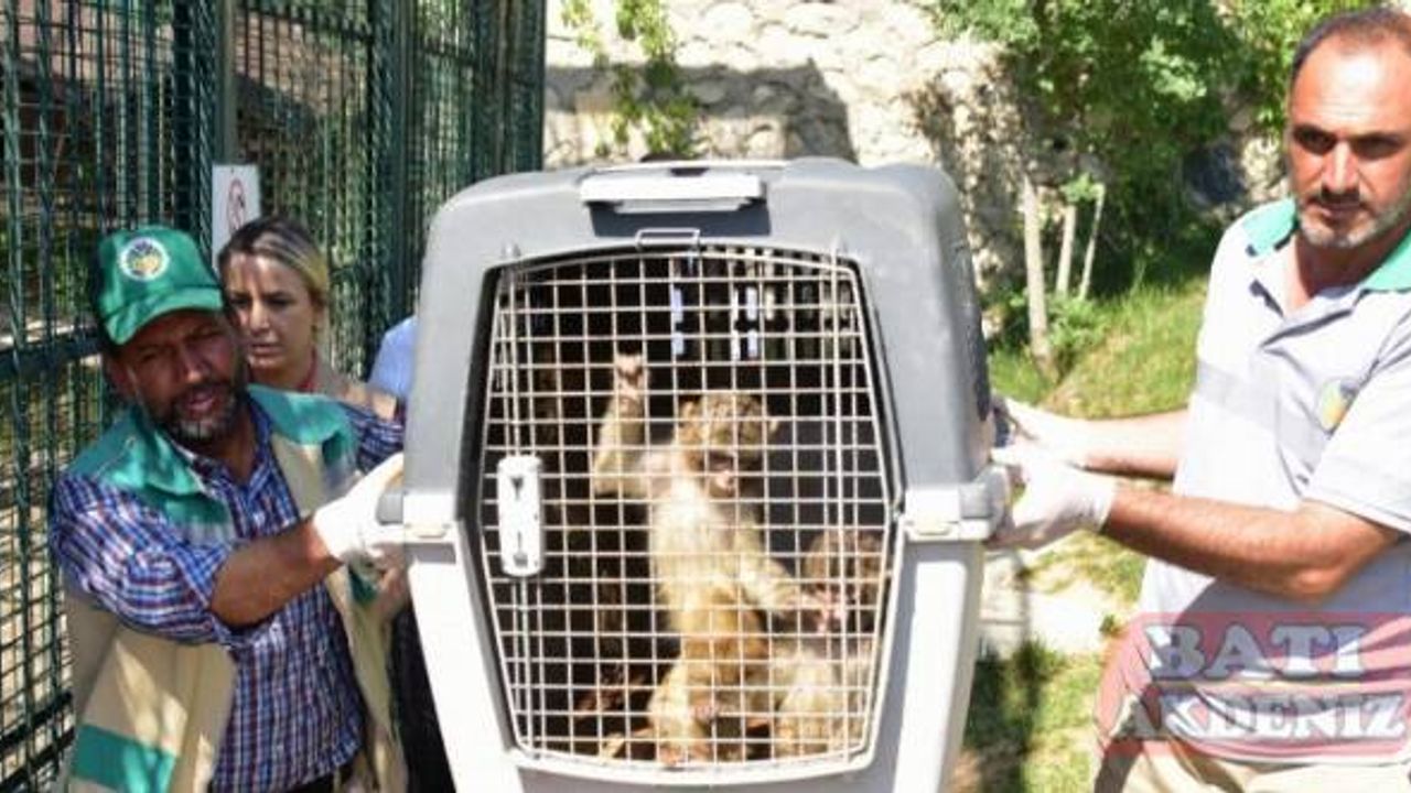 Sınırda yakalanan makak maymunları Malatya'da