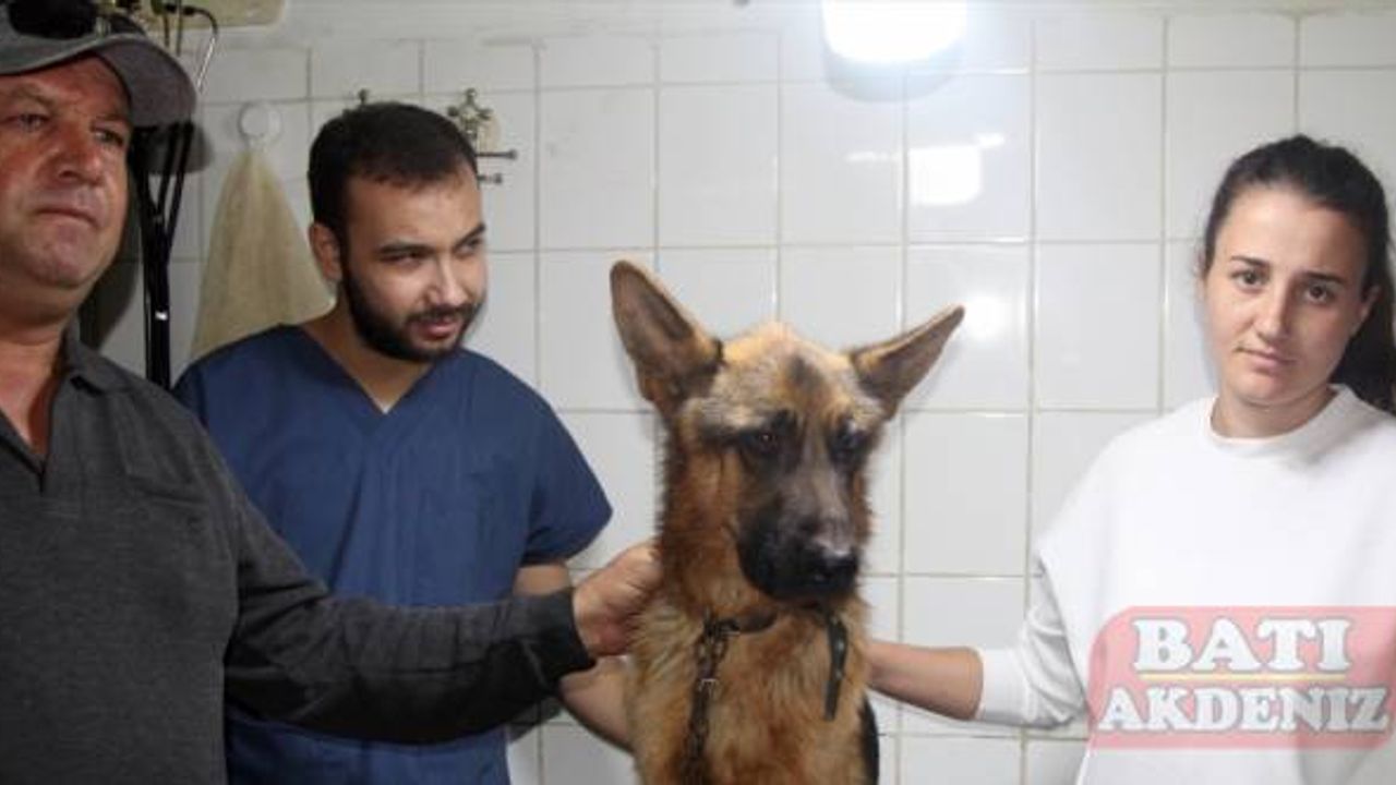Antalya'da çalınan köpek, çipi sayesinde sahibine teslim edildi