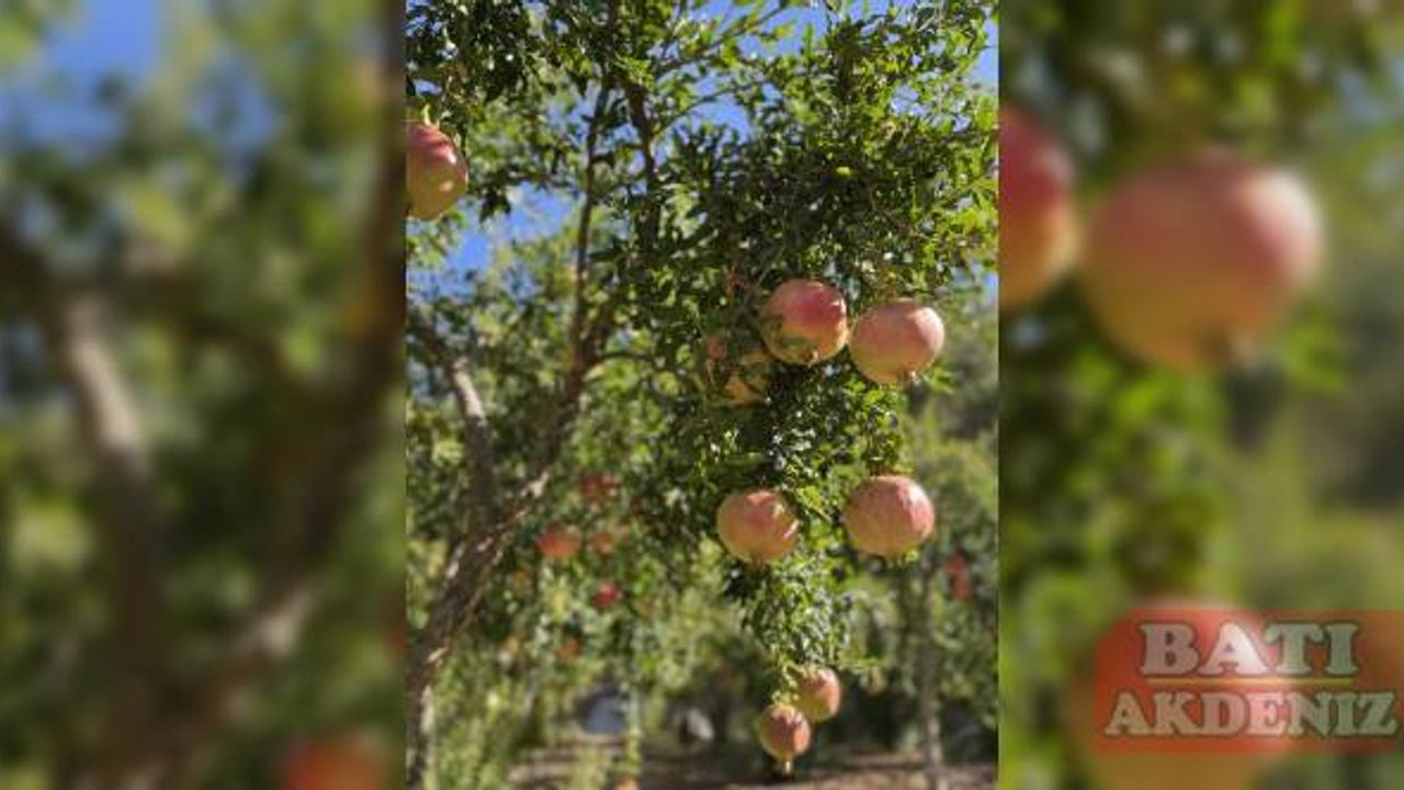Antalya'da Çekirdeksiz Nar ve Tropikal Meyve Festivali başladı