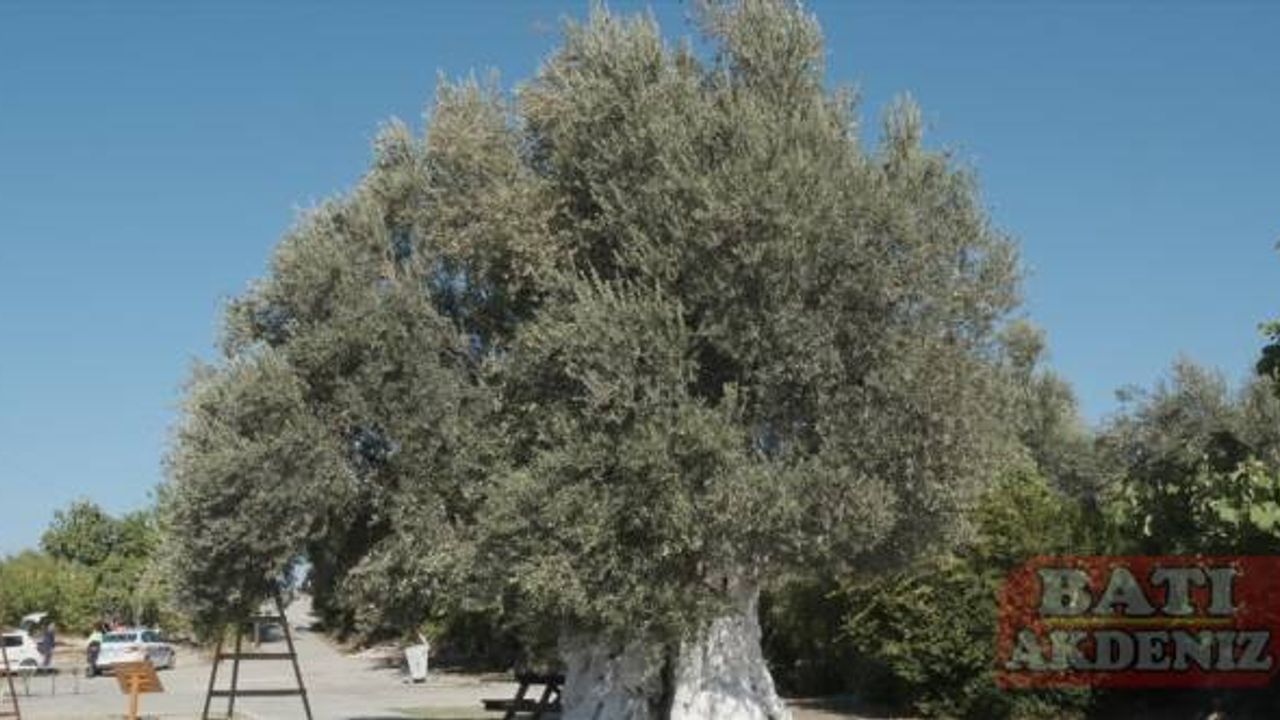 Mersin'de 1300 yıllık anıt ağaçta yetişen zeytinler toplandı