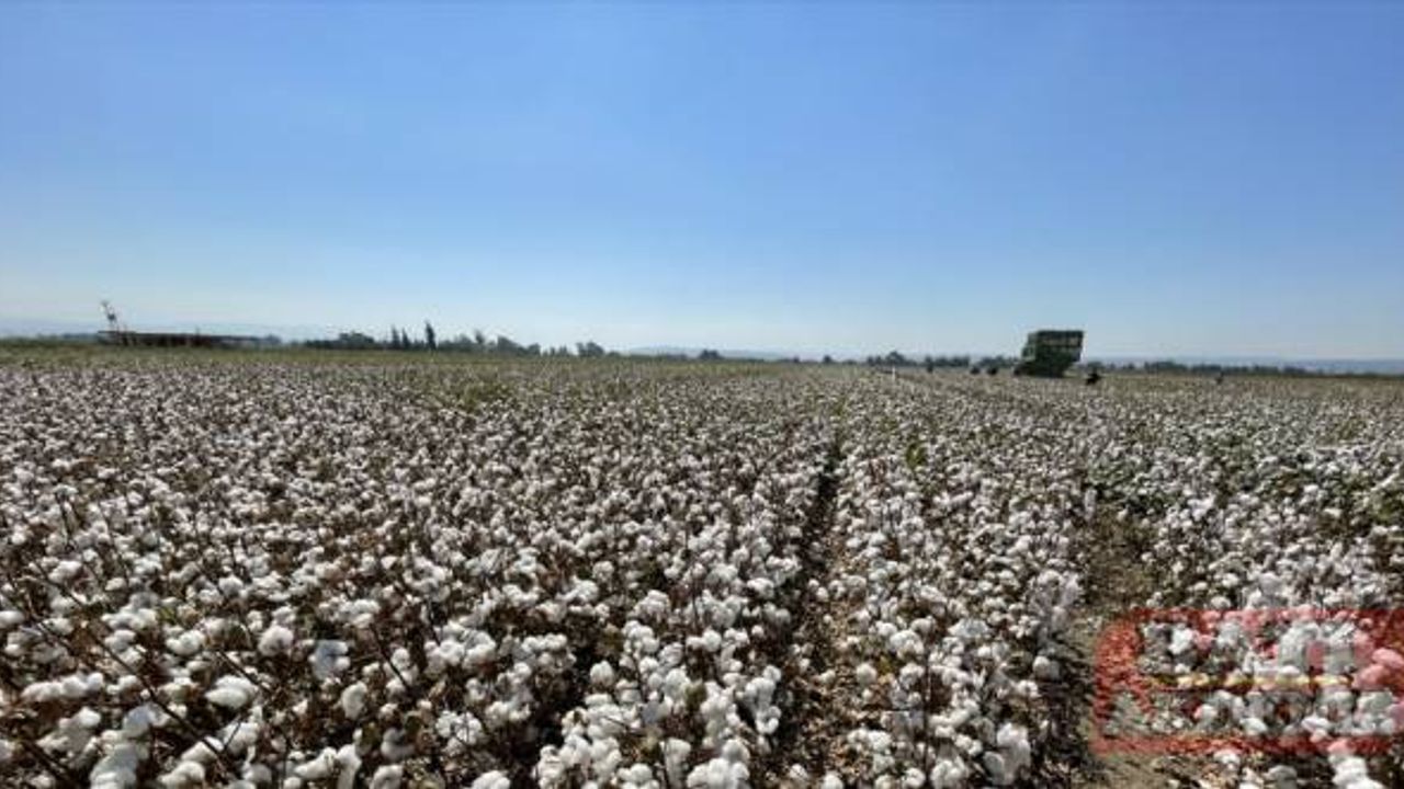Pamukta 2 milyon 750 bin ton rekolte bekleniyor