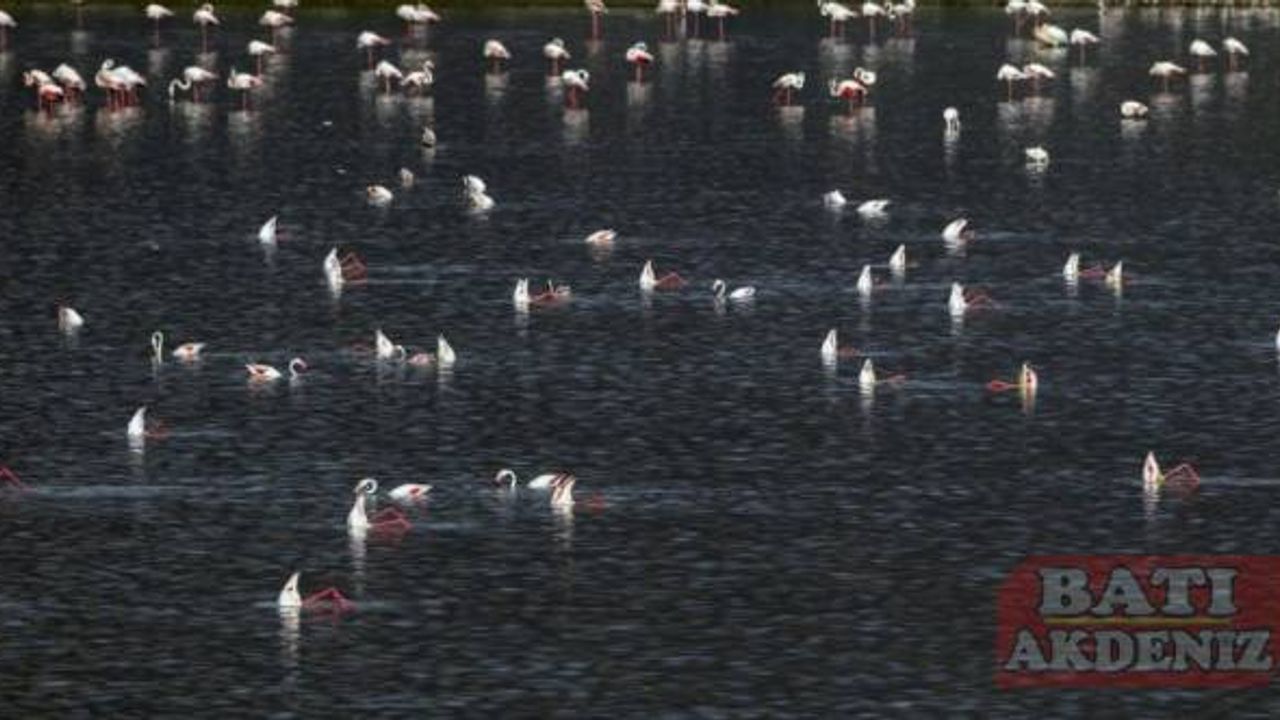 Tuz Gölü'nde alınan tedbirlerle yavru flamingolar kurtuldu