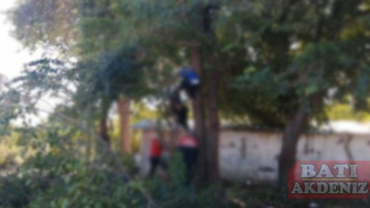 Adana'da ağacın dalında asılı kalan atmaca kurtarıldı
