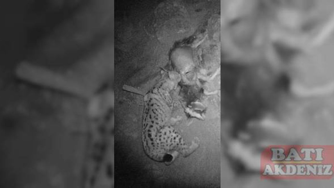 Adana'da vaşağın ağıldaki keçiye saldırması fotokapana yansıdı
