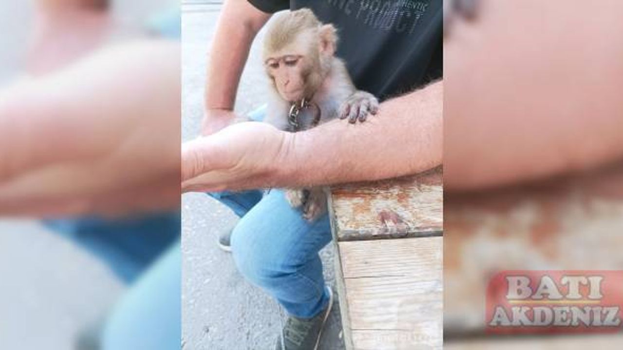 Adana'da vatandaşların bulduğu maymun korumaya alındı