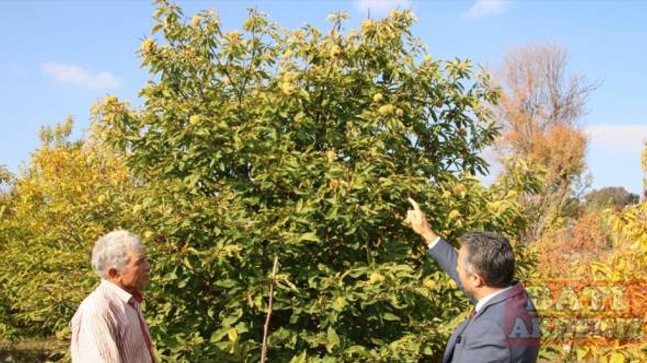 Alternatif ürün olarak yetiştirdiği kestaneden 9 ton rekolte aldı
