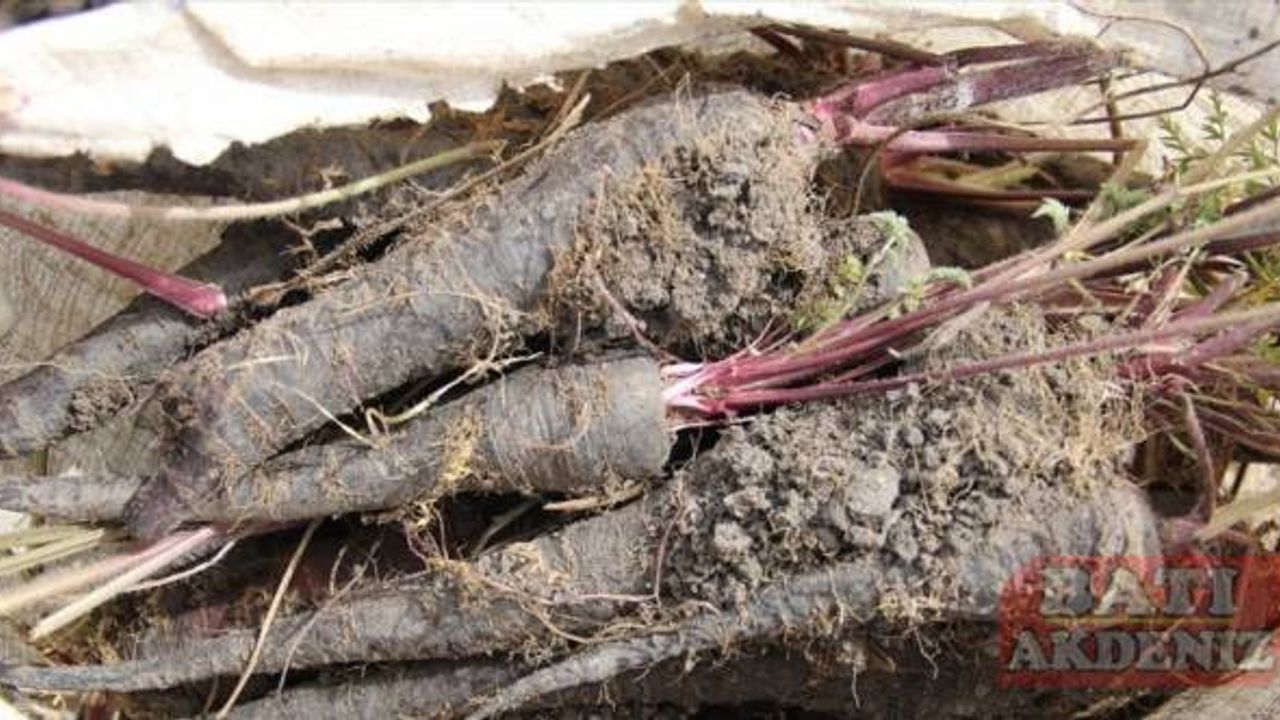 Kırıkhan siyah havucuna coğrafi işaret tescil belgesi verildi