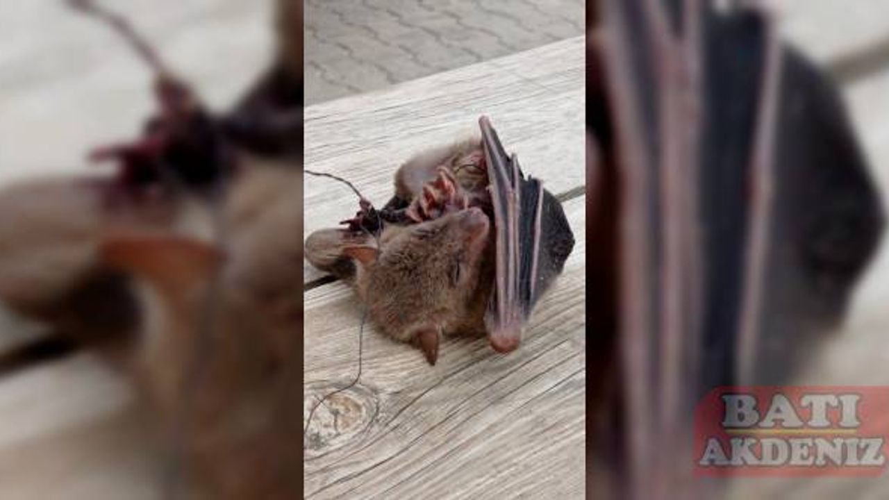 Adana'da kanadı ipe dolanmış yaralı yarasa tedaviye alındı