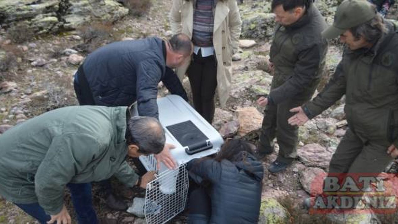 Antalya'da tedavisi tamamlanan kara akbaba, Afyonkarahisar'da doğaya salındı