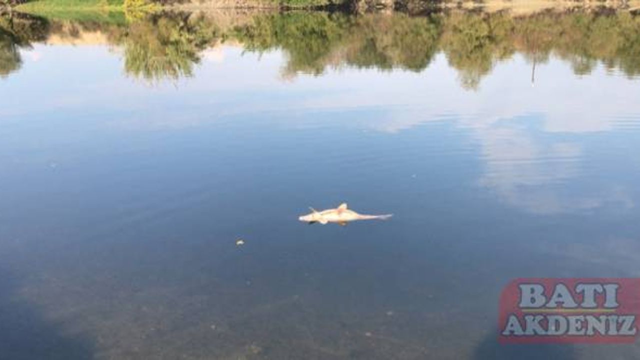 Ceyhan Nehri'nde görülen balık ölümleriyle ilgili inceleme başlatıldı