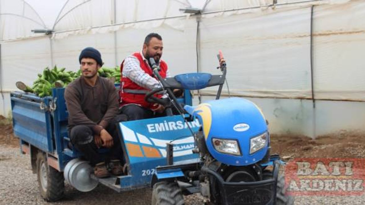Hatay'da Türk Kızılayı serada 18 ton muz hasat etti