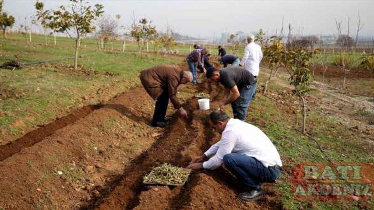 Maraş dondurmasına lezzet veren salep fideleri toprakla buluşturuldu