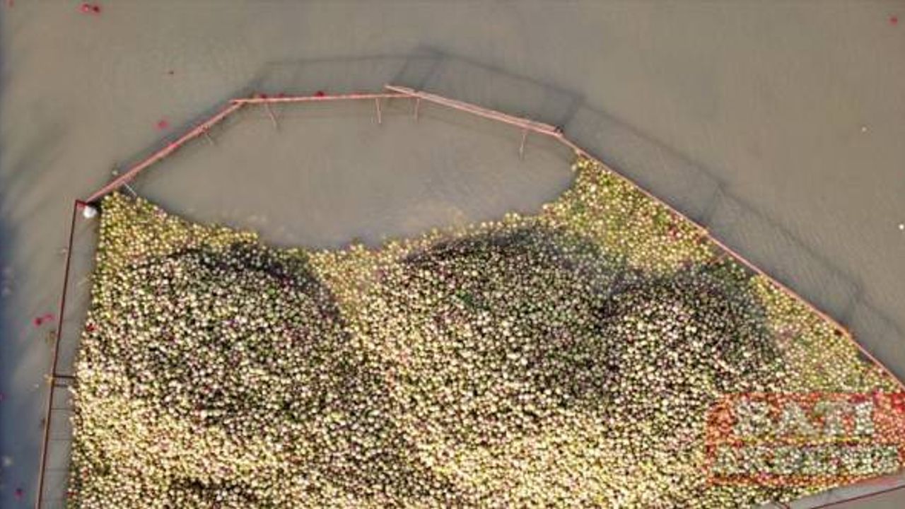 Soğuk suda yıkanan tescilli turp, kadınların istihdam kapısı oluyor