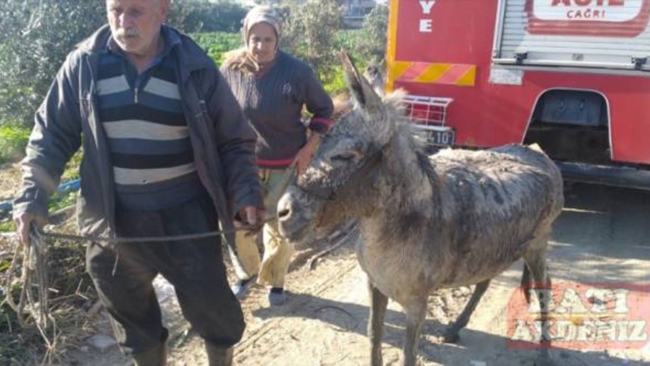 Hatay'da sulama kanalına düşen eşeği itfaiye kurtardı