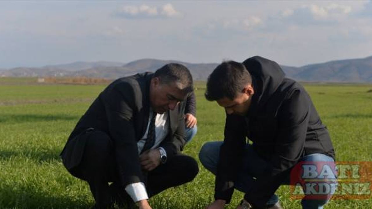 Kahramanmaraş'ta tarım alanlarını istila eden farelerle "zehirli buğdaylı" mücadele