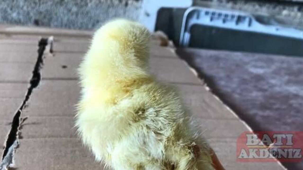 Kahramanmaraş'ta yumurtadan dört ayaklı civciv çıktı