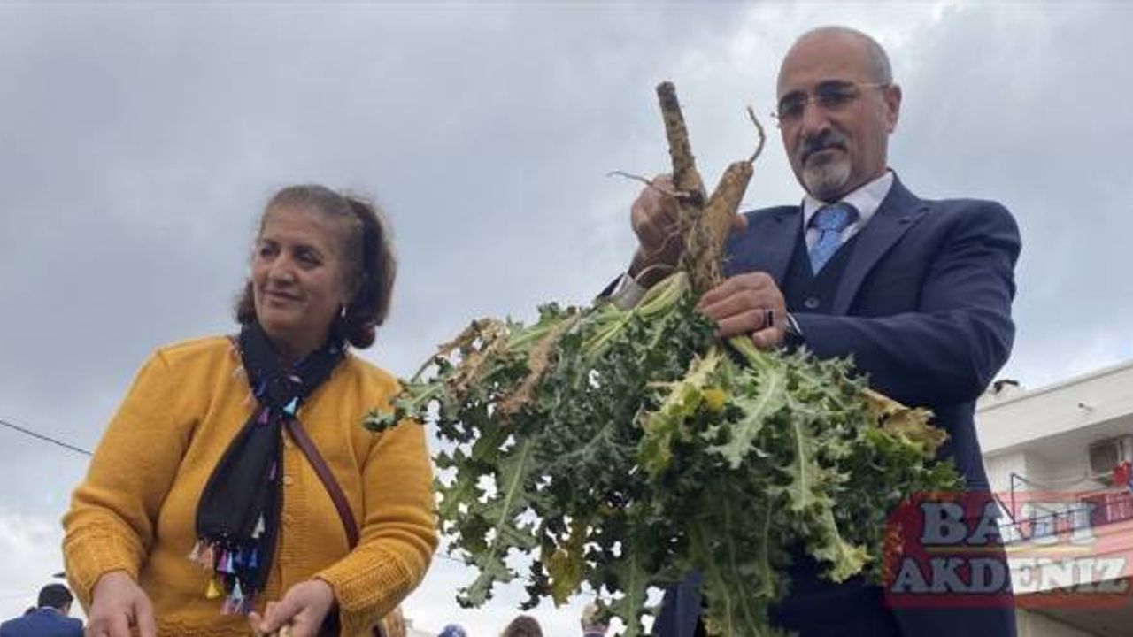 Mersin'de kadınların ektiği "şevketibostan" bitkisi hasat edildi