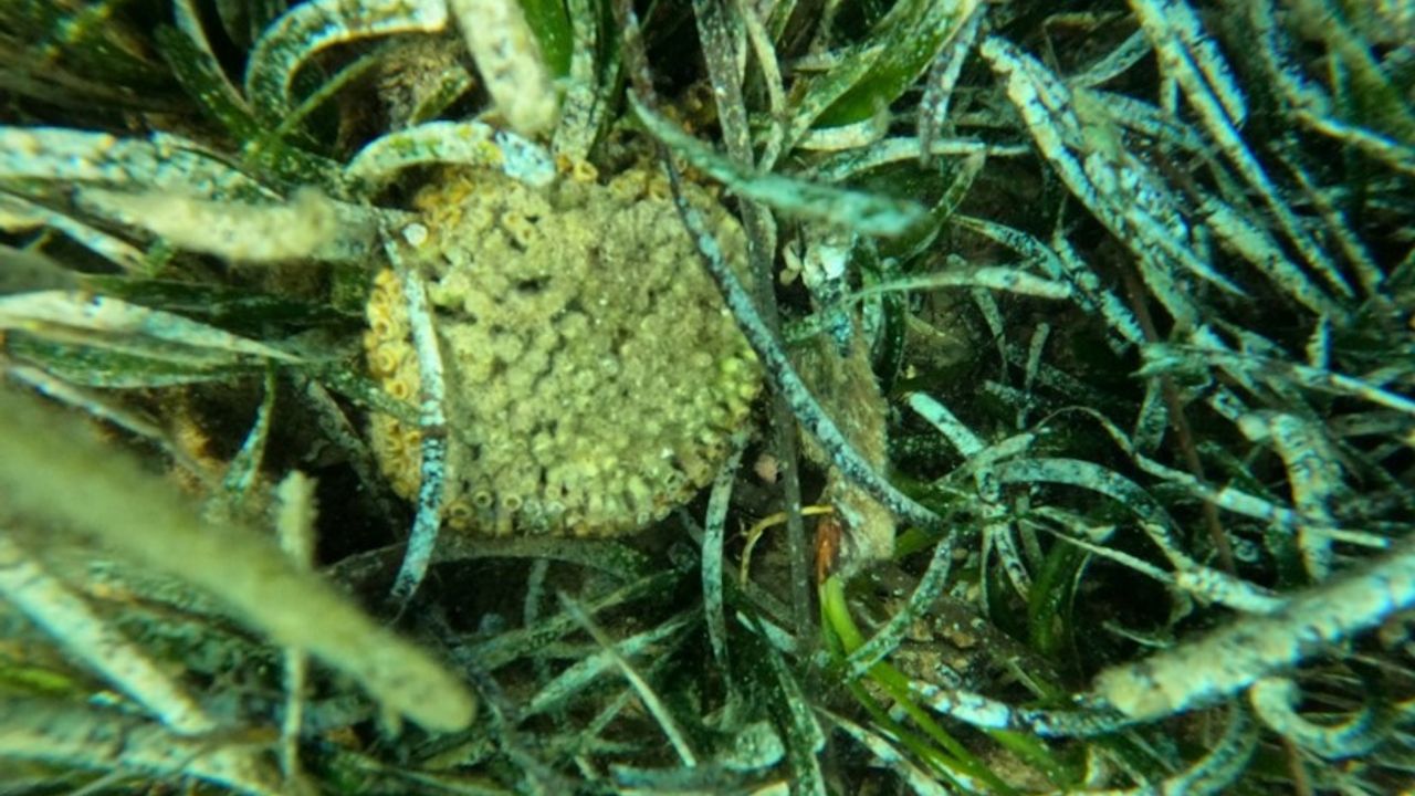 Karaburun-Ildır Körfezi'nde nesli tükenmekte olan "yastıklı taş mercan" bulundu