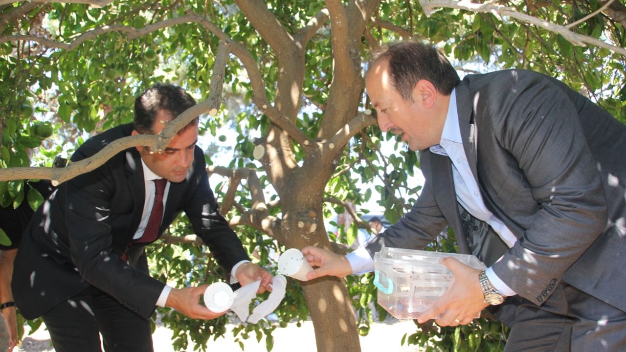 Mersin'de yaş meyve zararlılarına karşı bahçelere faydalı böcek salındı