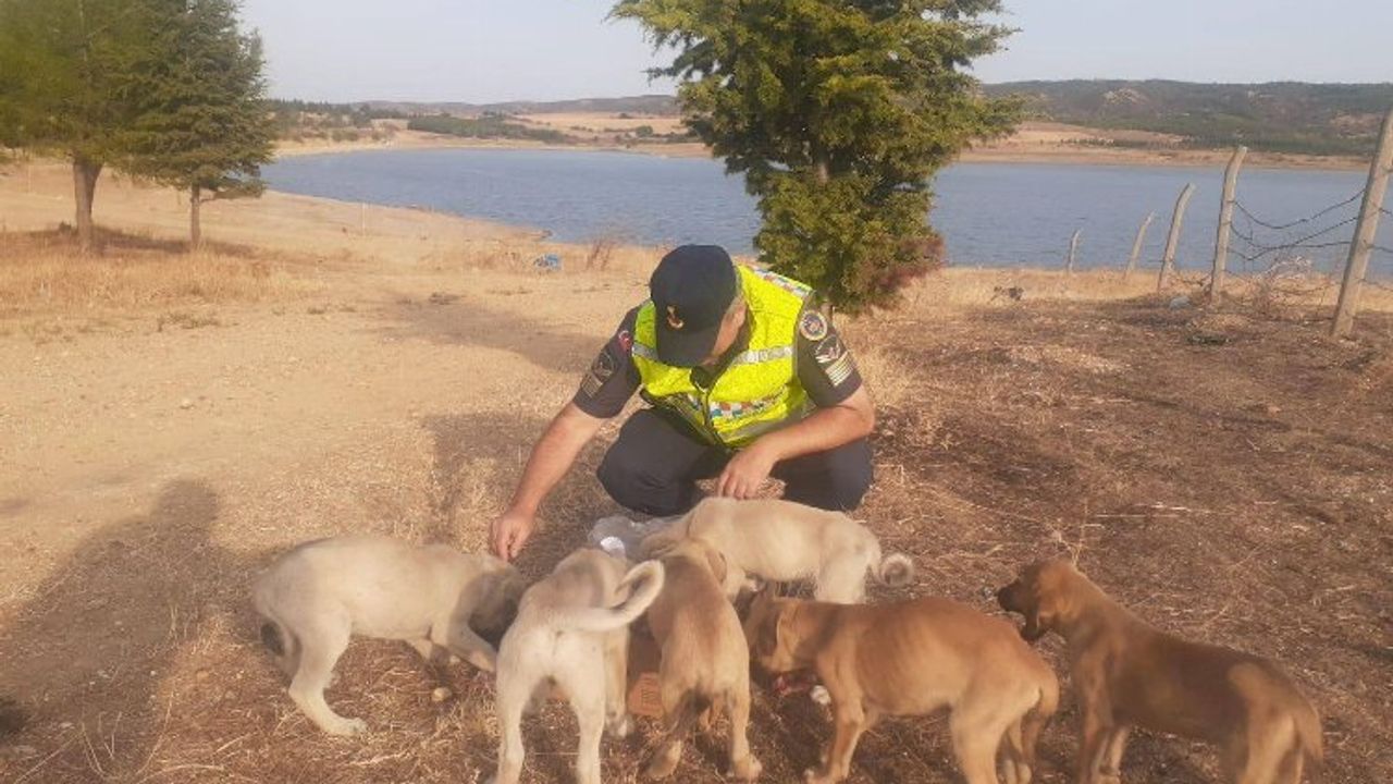 Jandarma Seydiköy’de terk edilmiş yavru köpeklere sahip çıktı