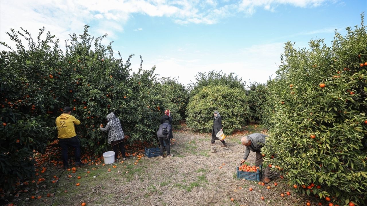 6 ŞUBAT DEPREMLERİNİN BİRİNCİ YILI - Hatay'da gönüllülerin dalında satın alıp topladığı meyveler depremzedelere ulaştırılıyor