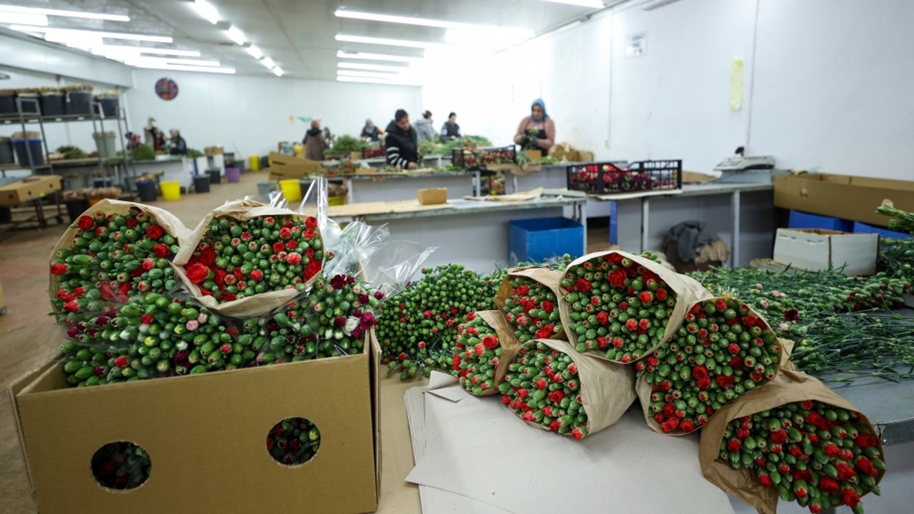 Çiçek üreticileri Hatay'a ücretsiz 100 bin karanfil gönderdi