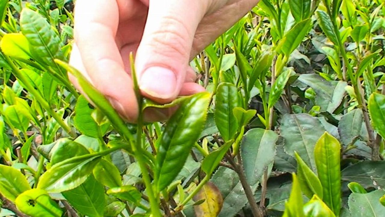 Tomurcuk çay alım fiyatı belli oldu