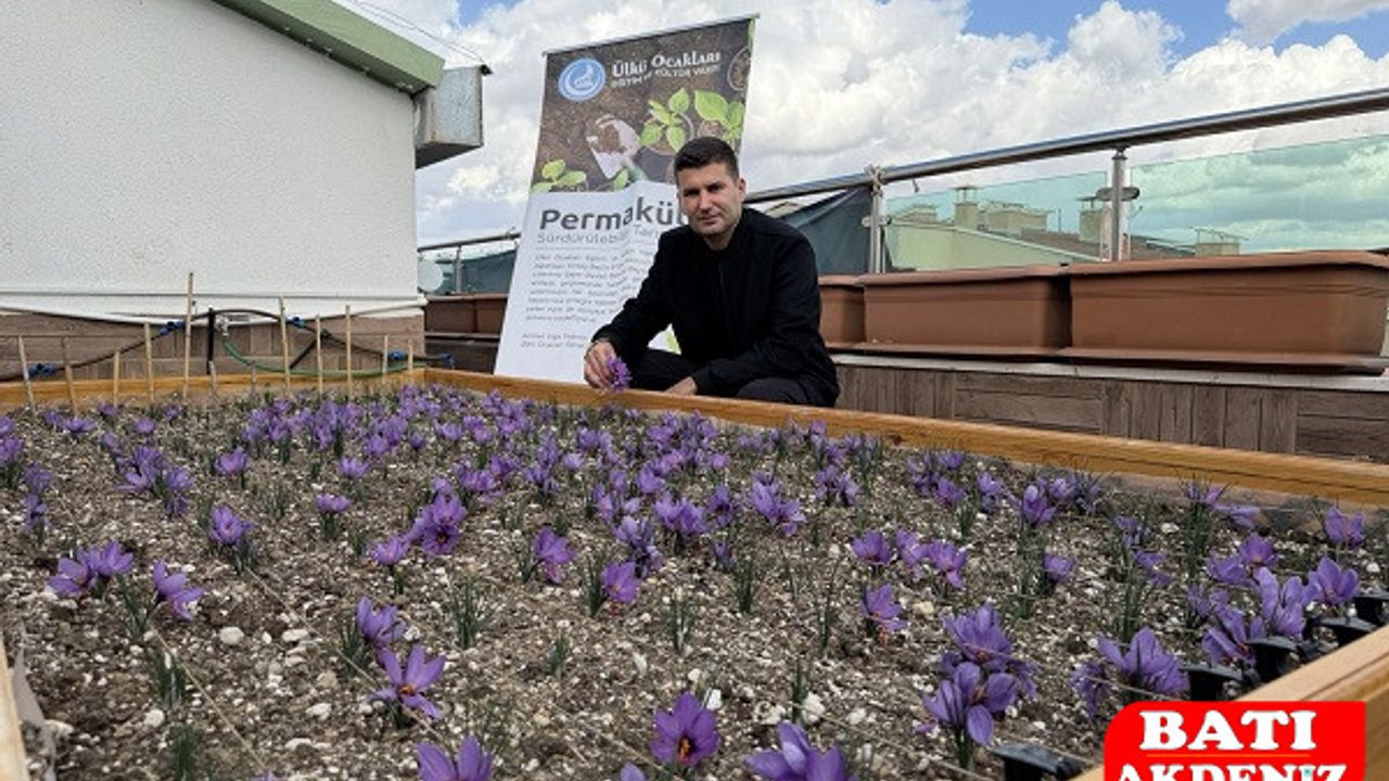 Genel Merkezde Renkli Görüntüler: Ülkü Ocakları’nda Safran Hasadı!