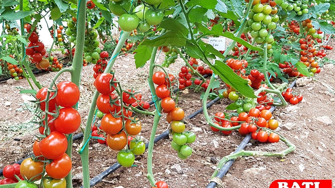 Antalya’da Sebze Fiyatları Yeniden Gündemde: Hal Piyasasında Hareketlilik