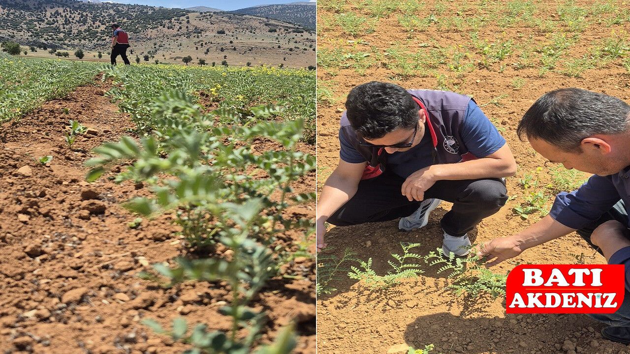 Elmalı'da Yeni Nohut Çeşidi Toprakla Buluştu: İlk Çıkış Kont