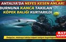 Antalya Denizlerinde Can Pazarı: Dalgıçlar Köpek Balığını Son Anda Kurtardı