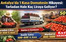 Antalya’da 1 Kasa Domatesin Hikayesi: Tarladan Hale Kaç Liraya Geliyor?