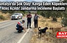 Antalya’da Şok Olay: Kavga Eden Köpeklere Ateş Açıldı! Jandarma İnceleme Başlattı