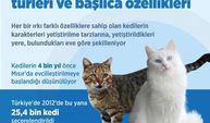 Türkiye’deki en yaygın kedi türleri ve başlıca özellikleri