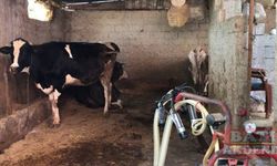 Adana'da ahırda elektrik akımına kapılan çocuk hayatını kaybetti