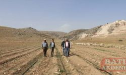 Burdur'da kuşkonmaz üretiminin yaygınlaştırılması hedefleniyor