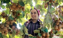 Mersin Erdemli'de kivi hasadı başladı
