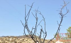 Mersin'de yanan ormanlık alanlara 450 milyon kızılçam tohumu ekildi