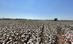 Pamukta 2 milyon 750 bin ton rekolte bekleniyor