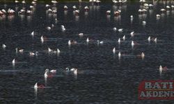 Tuz Gölü'nde alınan tedbirlerle yavru flamingolar kurtuldu