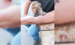 Adana'da vatandaşların bulduğu maymun korumaya alındı