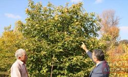 Alternatif ürün olarak yetiştirdiği kestaneden 9 ton rekolte aldı