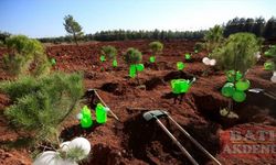 Antalya, Muğla, Isparta ve Burdur'da fidanlar toprakla buluşturuldu