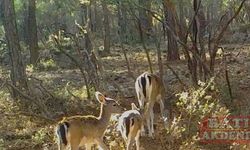 Antalya ormanlarındaki alageyikler fotokapana yansıdı